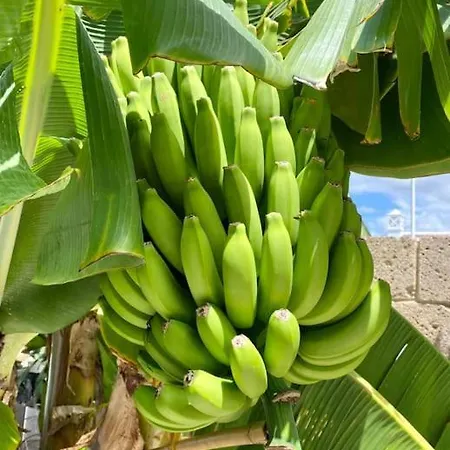 ヴィラ Tropical *